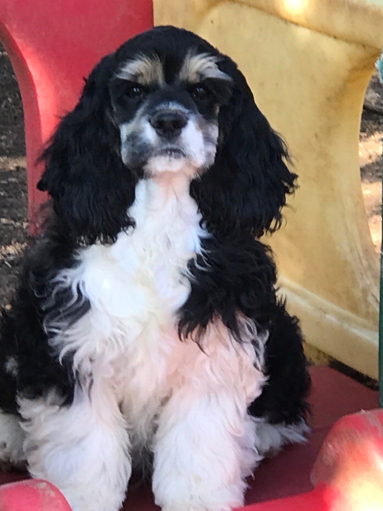 of caniland's dream - Chiots disponibles - American Cocker Spaniel