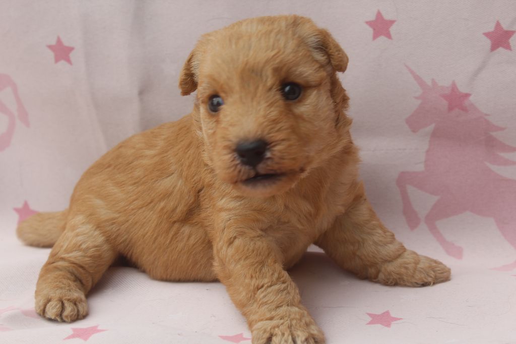 of caniland's dream - Chiots disponibles - Lakeland Terrier