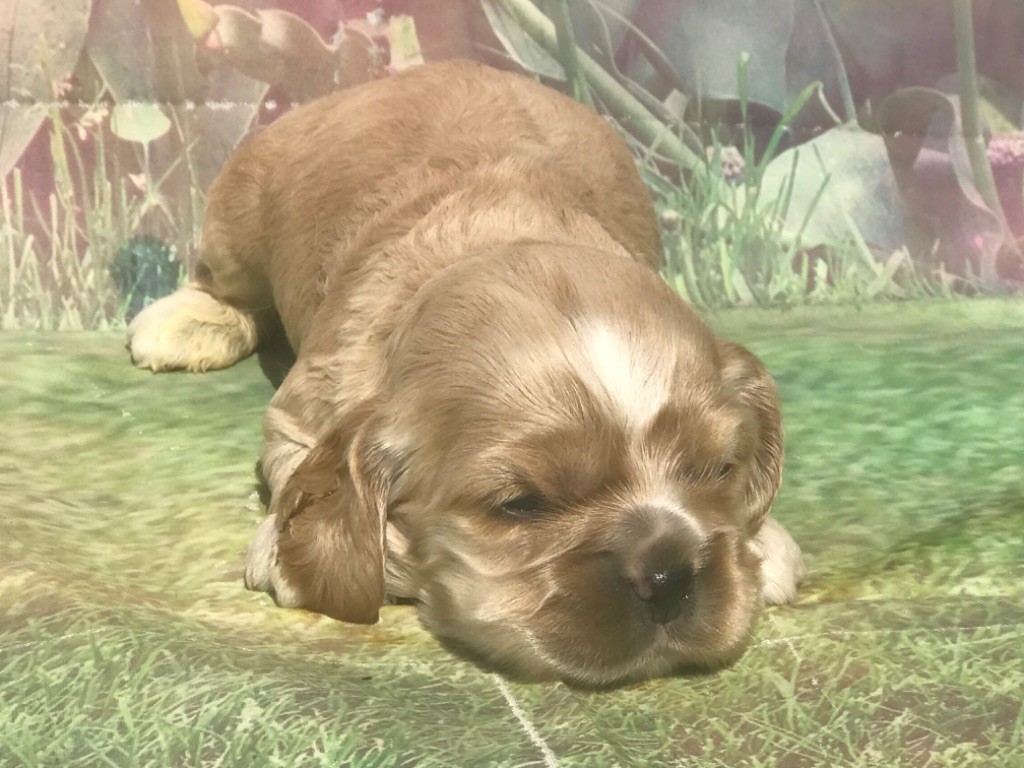 of caniland's dream - Chiots disponibles - American Cocker Spaniel