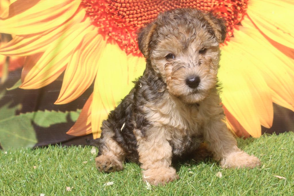 of caniland's dream - Chiots disponibles - Lakeland Terrier