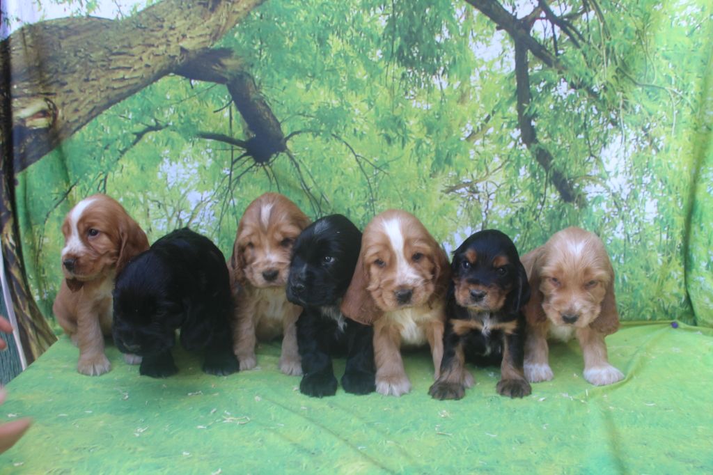 Chiot Cocker Spaniel Anglais of caniland's dream