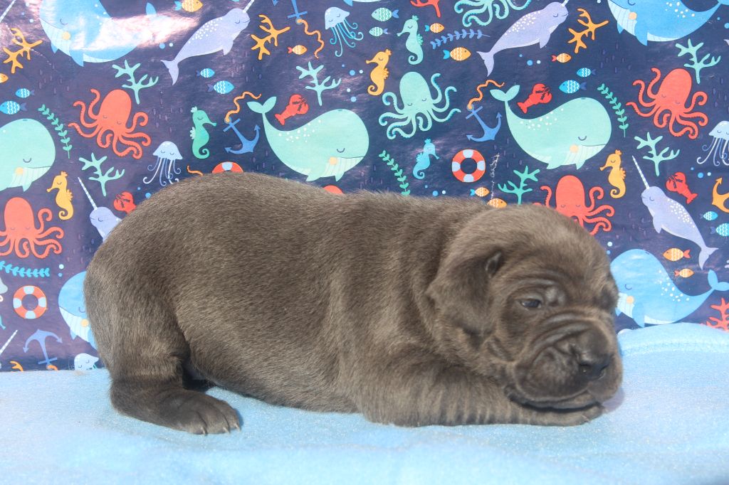 of caniland's dream - Chiots disponibles - Cane Corso