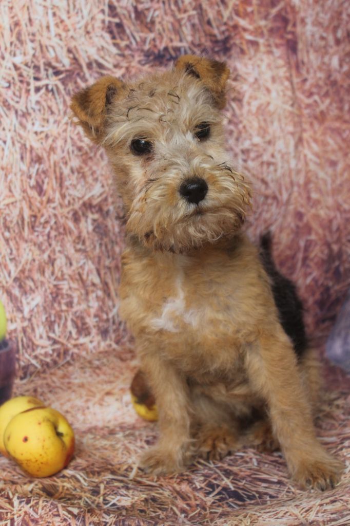 of caniland's dream - Chiots disponibles - Lakeland Terrier