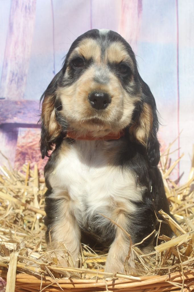 of caniland's dream - Chiots disponibles - Cocker Spaniel Anglais