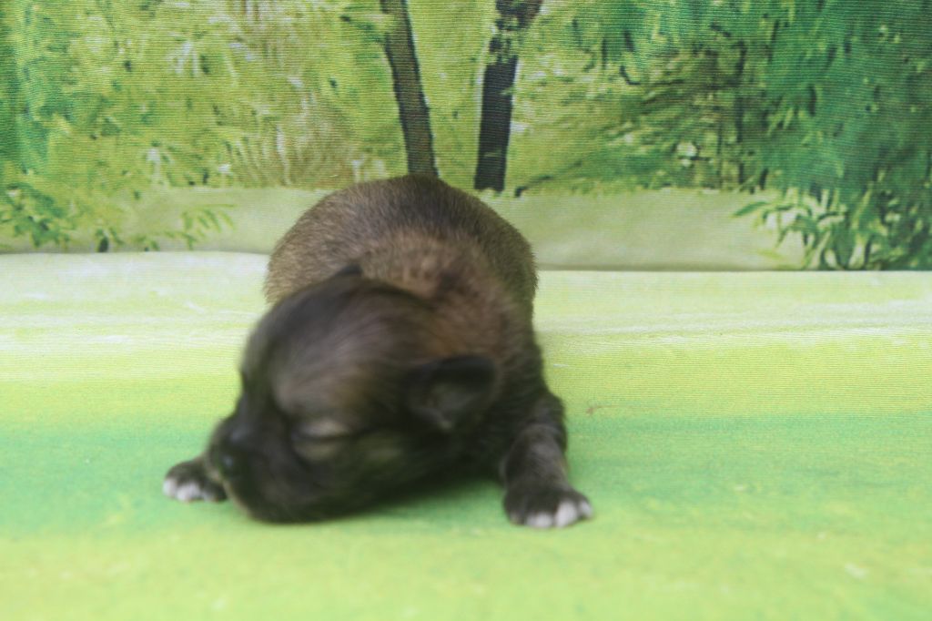of caniland's dream - Chiots disponibles - Lhassa Apso