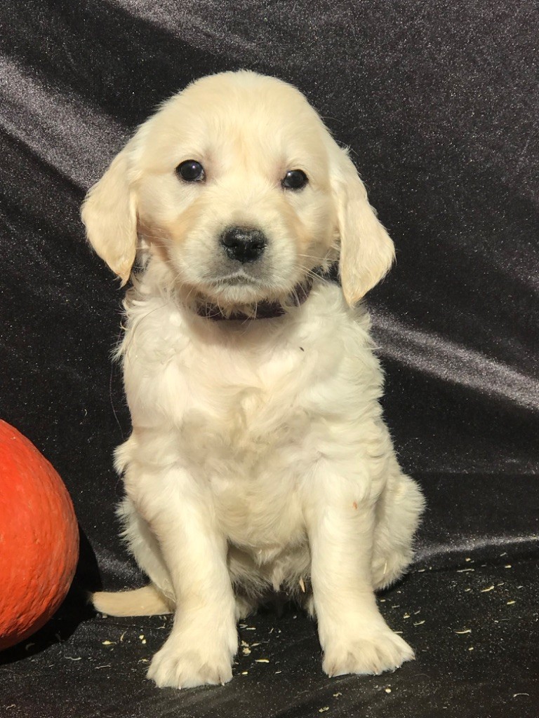 of caniland's dream - Chiots disponibles - Golden Retriever