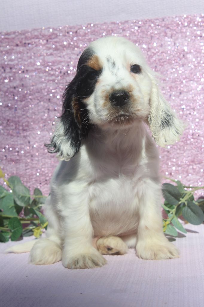 of caniland's dream - Chiots disponibles - Cocker Spaniel Anglais