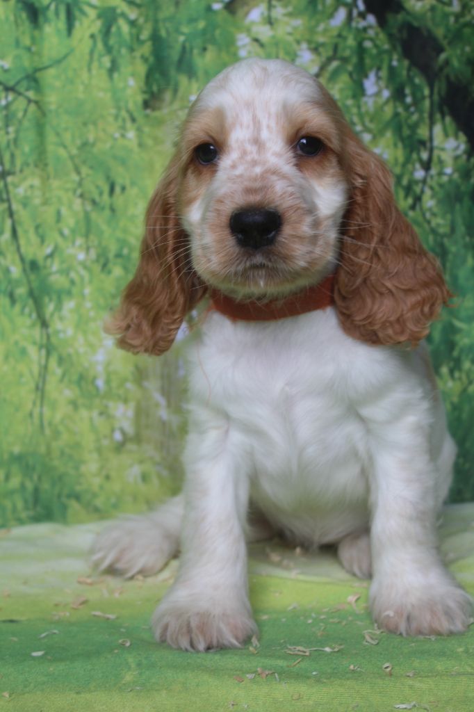 of caniland's dream - Chiots disponibles - Cocker Spaniel Anglais