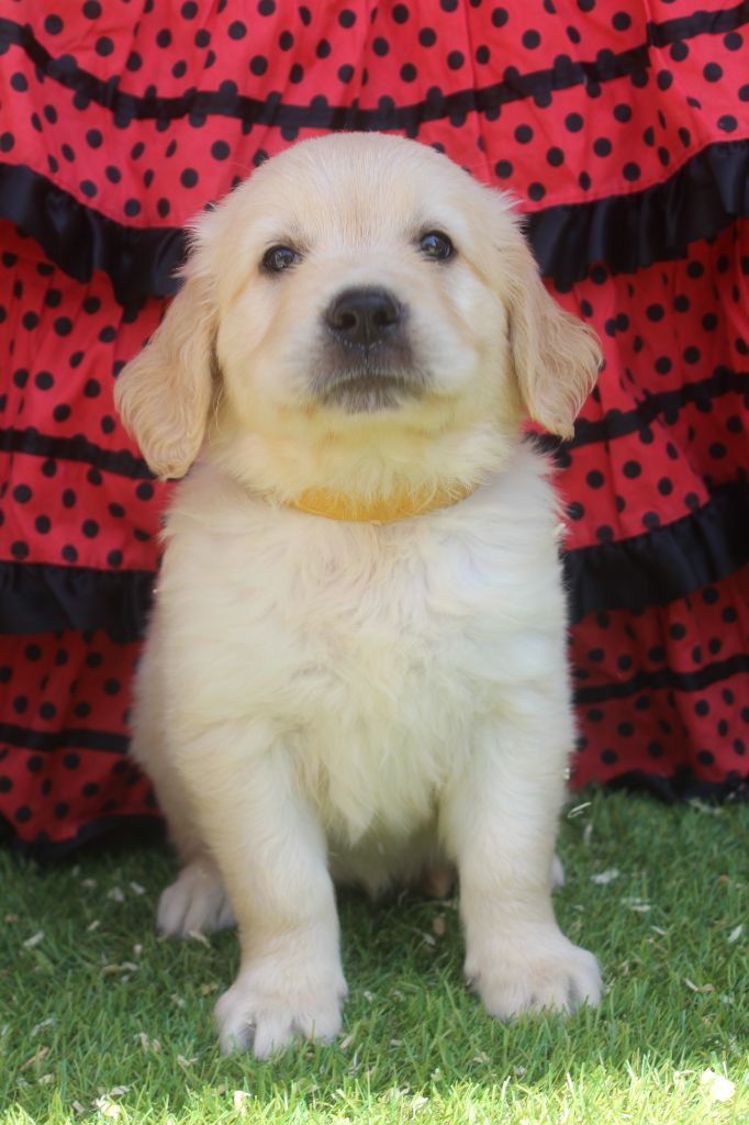 of caniland's dream - Chiots disponibles - Golden Retriever