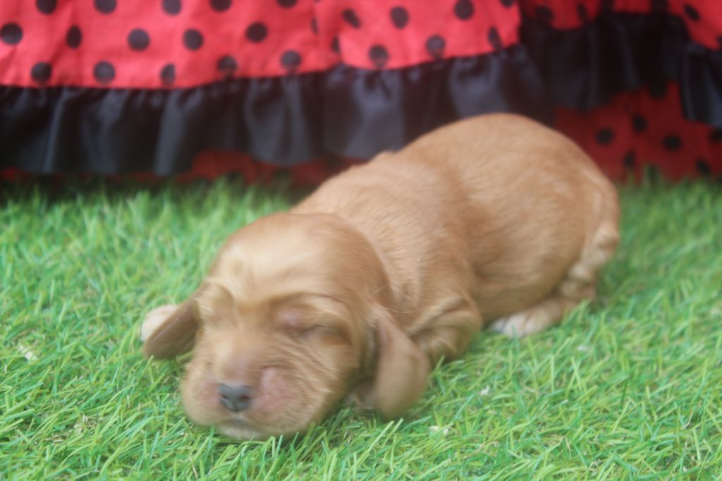 of caniland's dream - Chiots disponibles - Cocker Spaniel Anglais