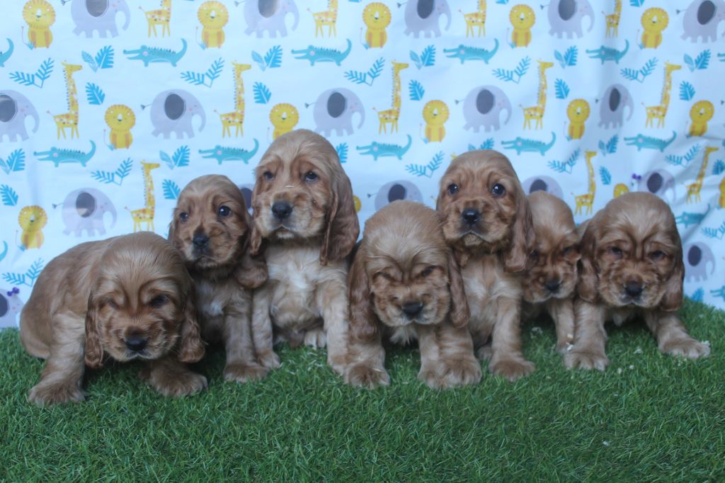 Chiot Cocker Spaniel Anglais of caniland's dream