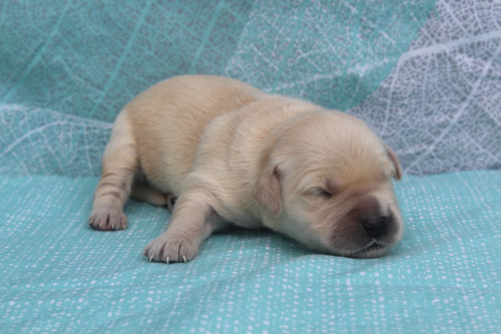 of caniland's dream - Chiots disponibles - Golden Retriever