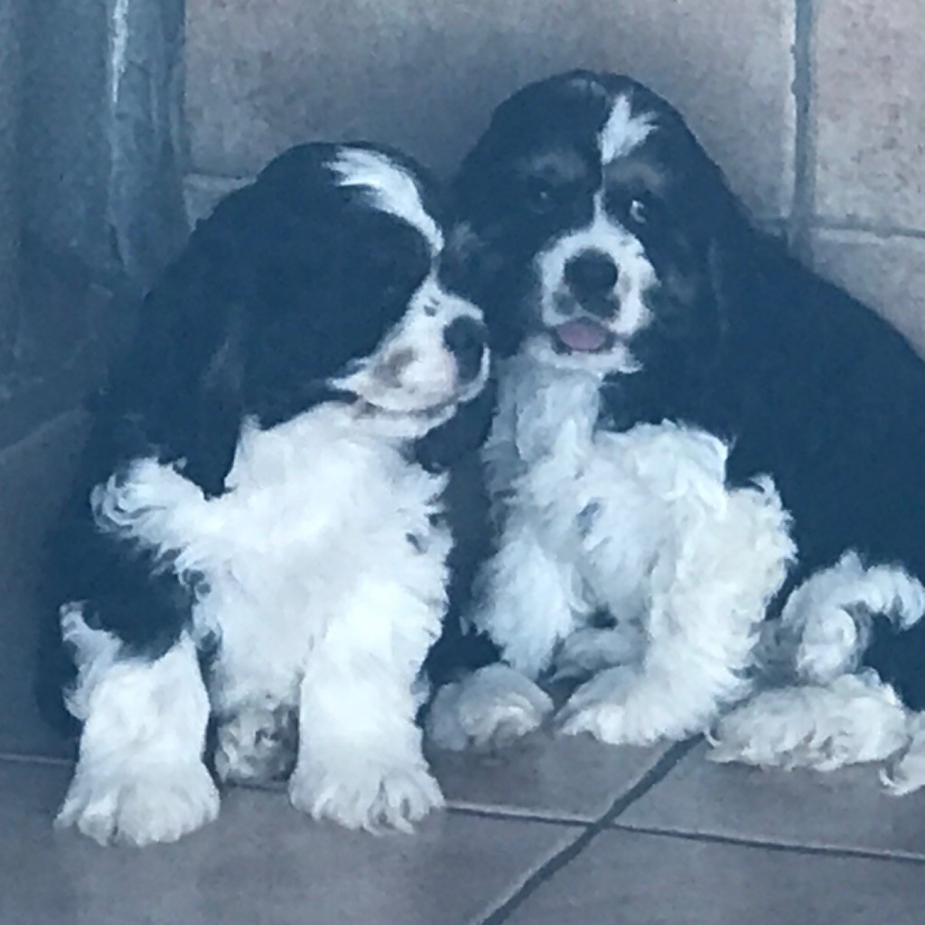 of caniland's dream - Chiots disponibles - American Cocker Spaniel