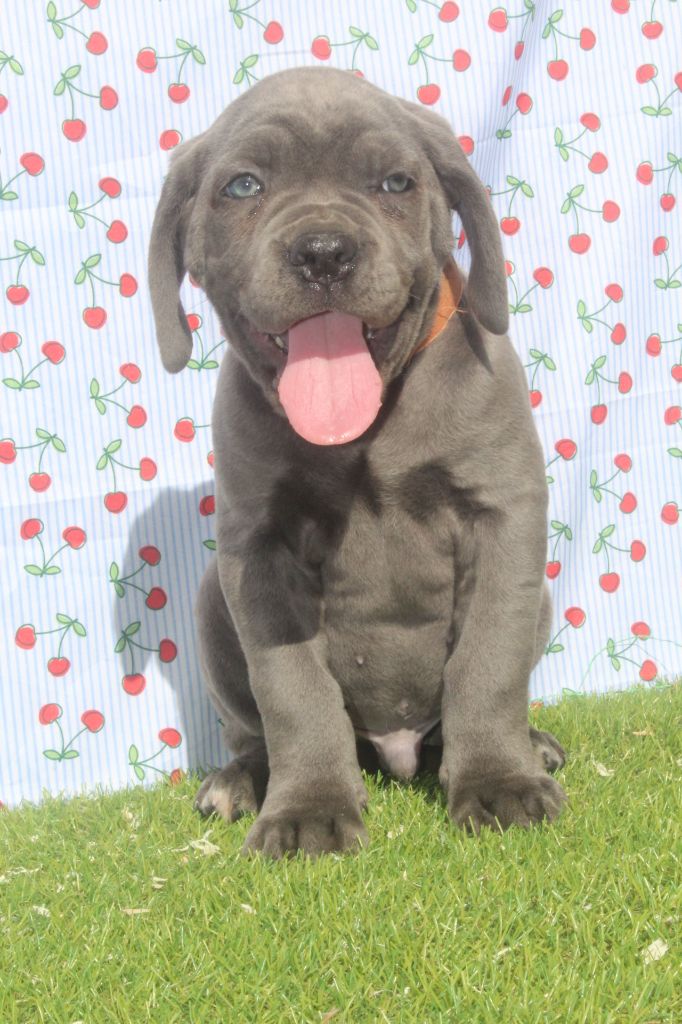 of caniland's dream - Chiots disponibles - Cane Corso