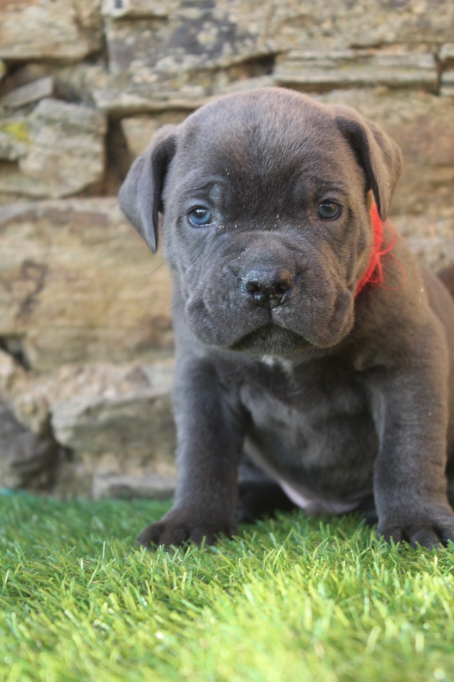 of caniland's dream - Chiots disponibles - Cane Corso