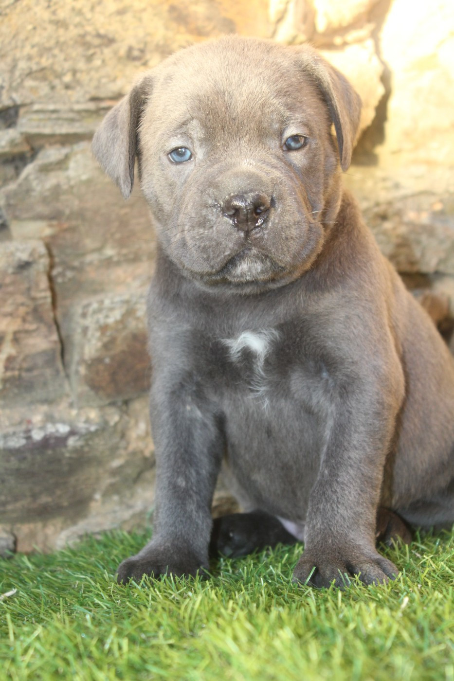 of caniland's dream - Chiots disponibles - Cane Corso