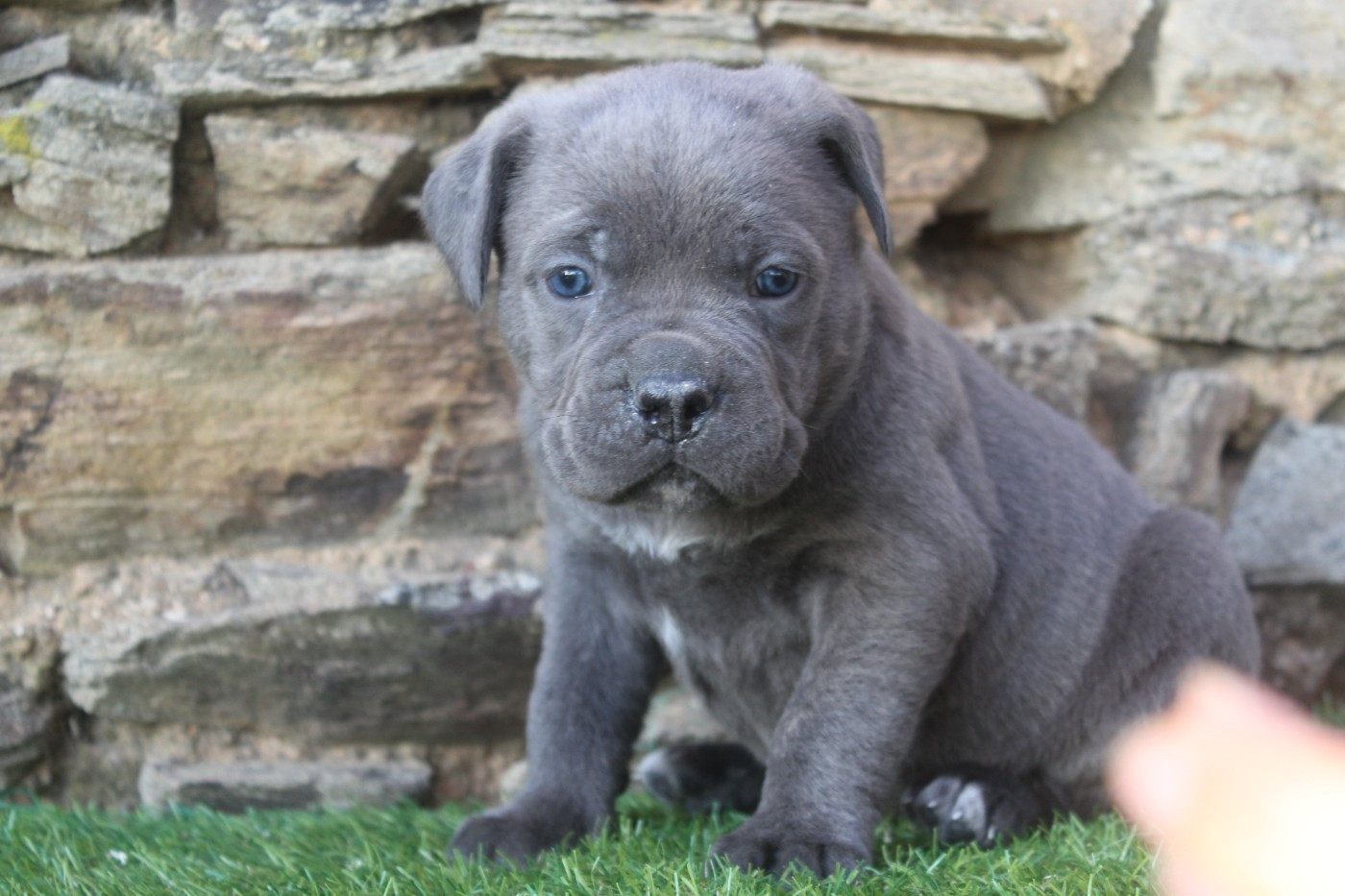 of caniland's dream - Chiots disponibles - Cane Corso