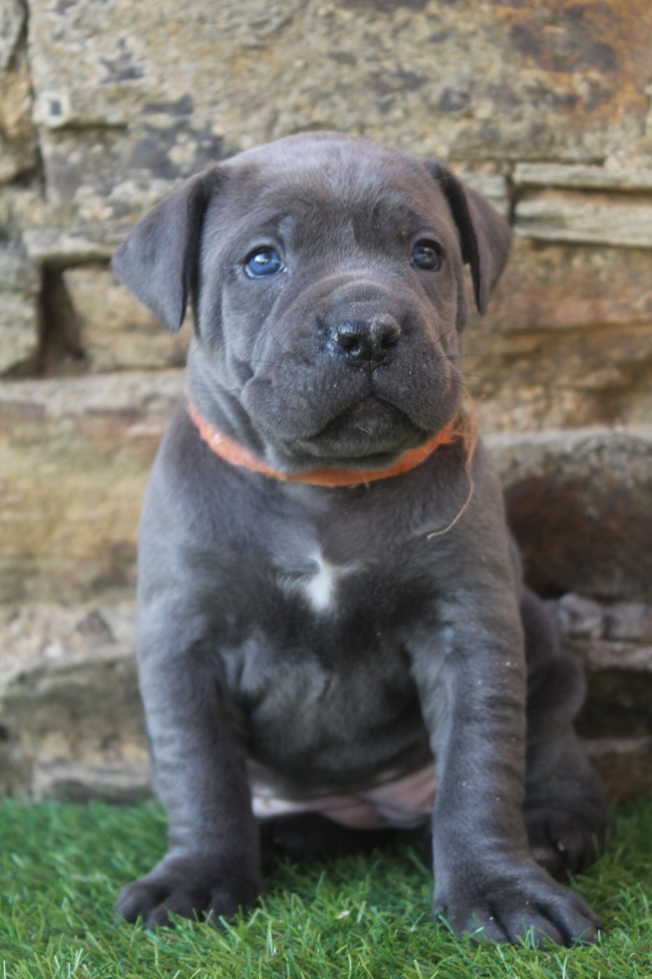of caniland's dream - Chiots disponibles - Cane Corso
