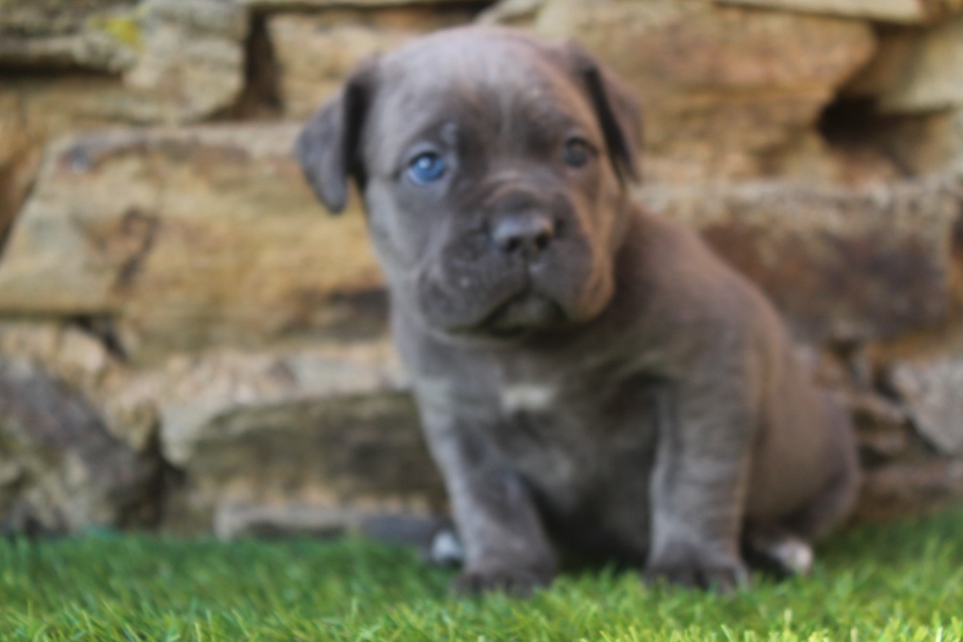 of caniland's dream - Chiots disponibles - Cane Corso