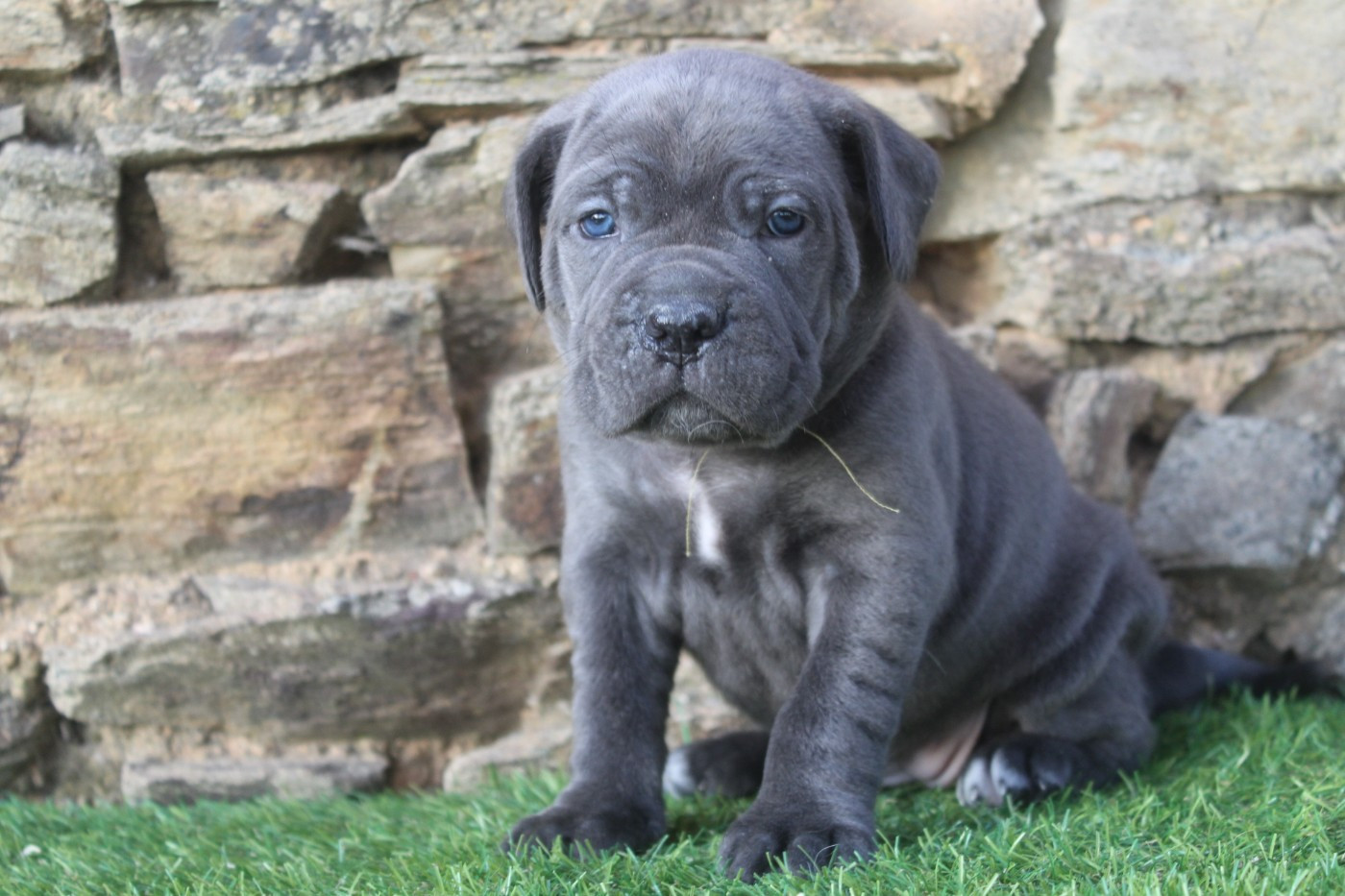 of caniland's dream - Chiots disponibles - Cane Corso
