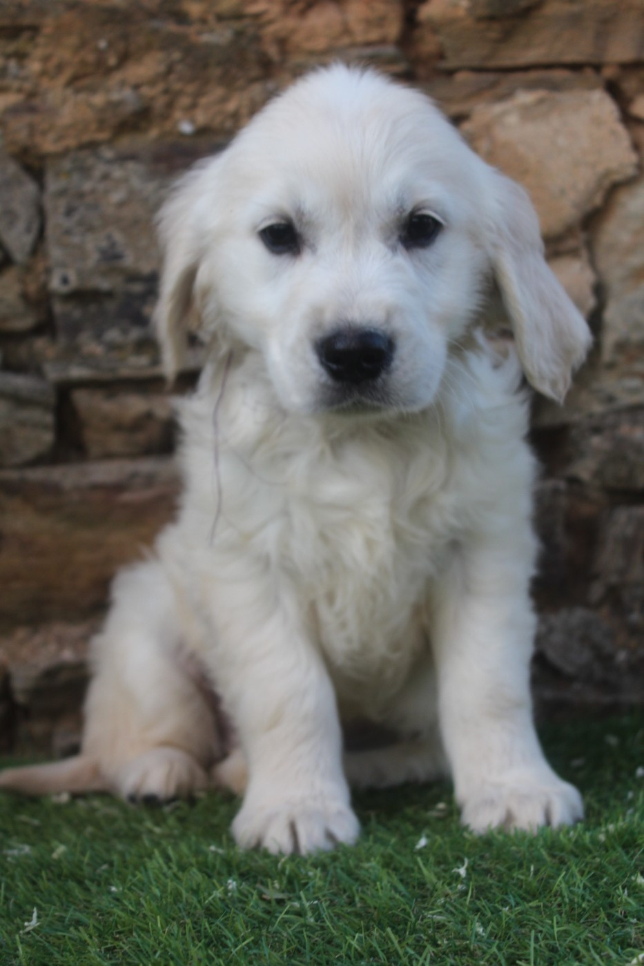 of caniland's dream - Chiots disponibles - Golden Retriever