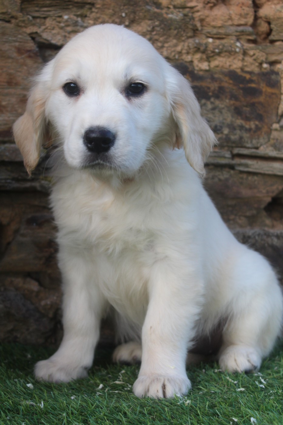 of caniland's dream - Chiots disponibles - Golden Retriever