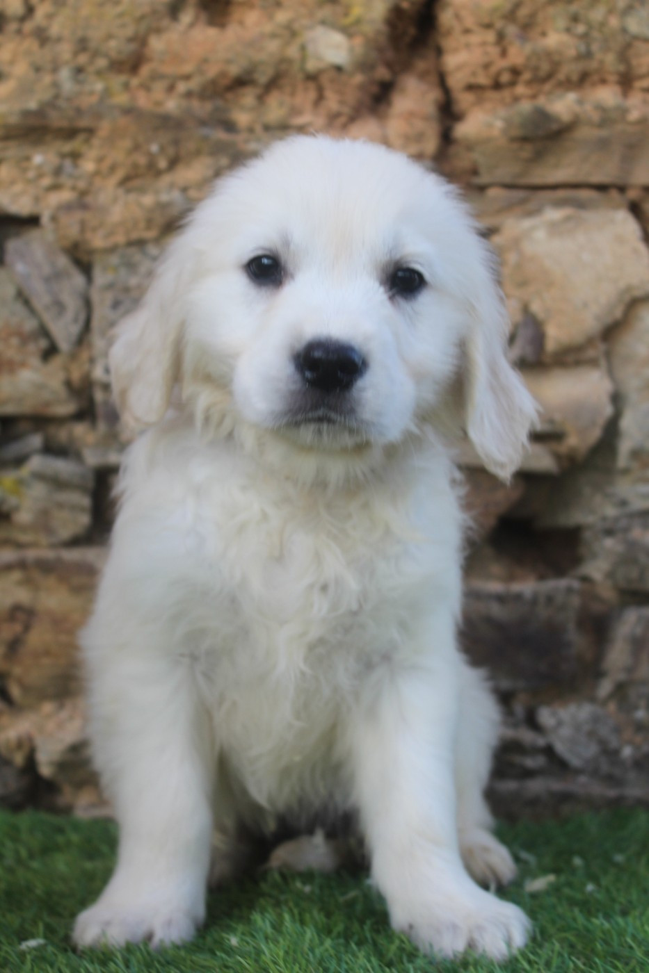 of caniland's dream - Chiots disponibles - Golden Retriever