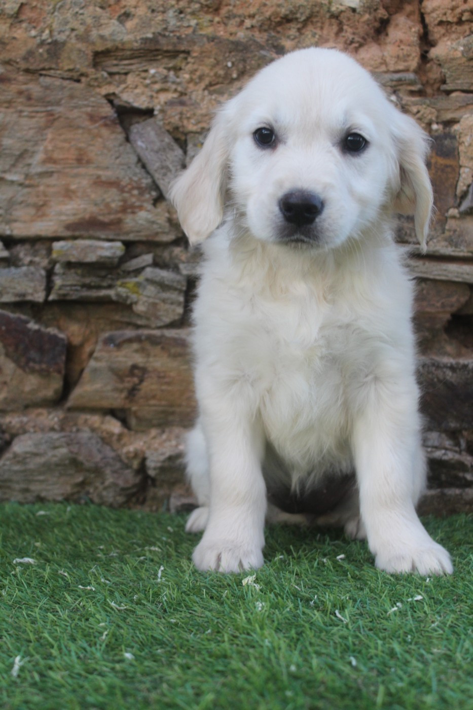of caniland's dream - Chiots disponibles - Golden Retriever