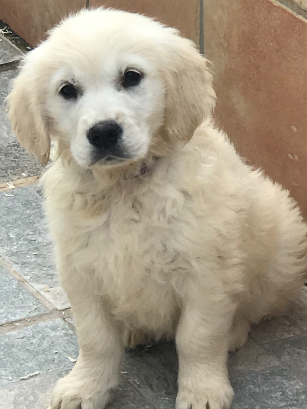 of caniland's dream - Chiots disponibles - Golden Retriever