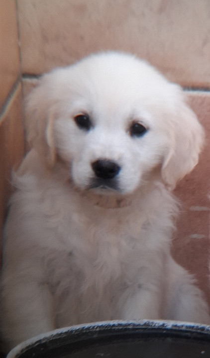 of caniland's dream - Chiots disponibles - Golden Retriever