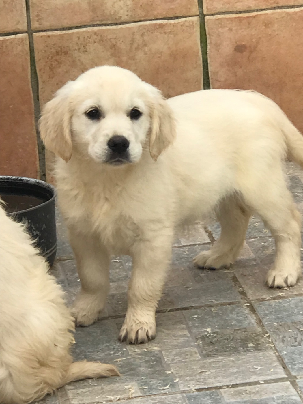 of caniland's dream - Chiots disponibles - Golden Retriever