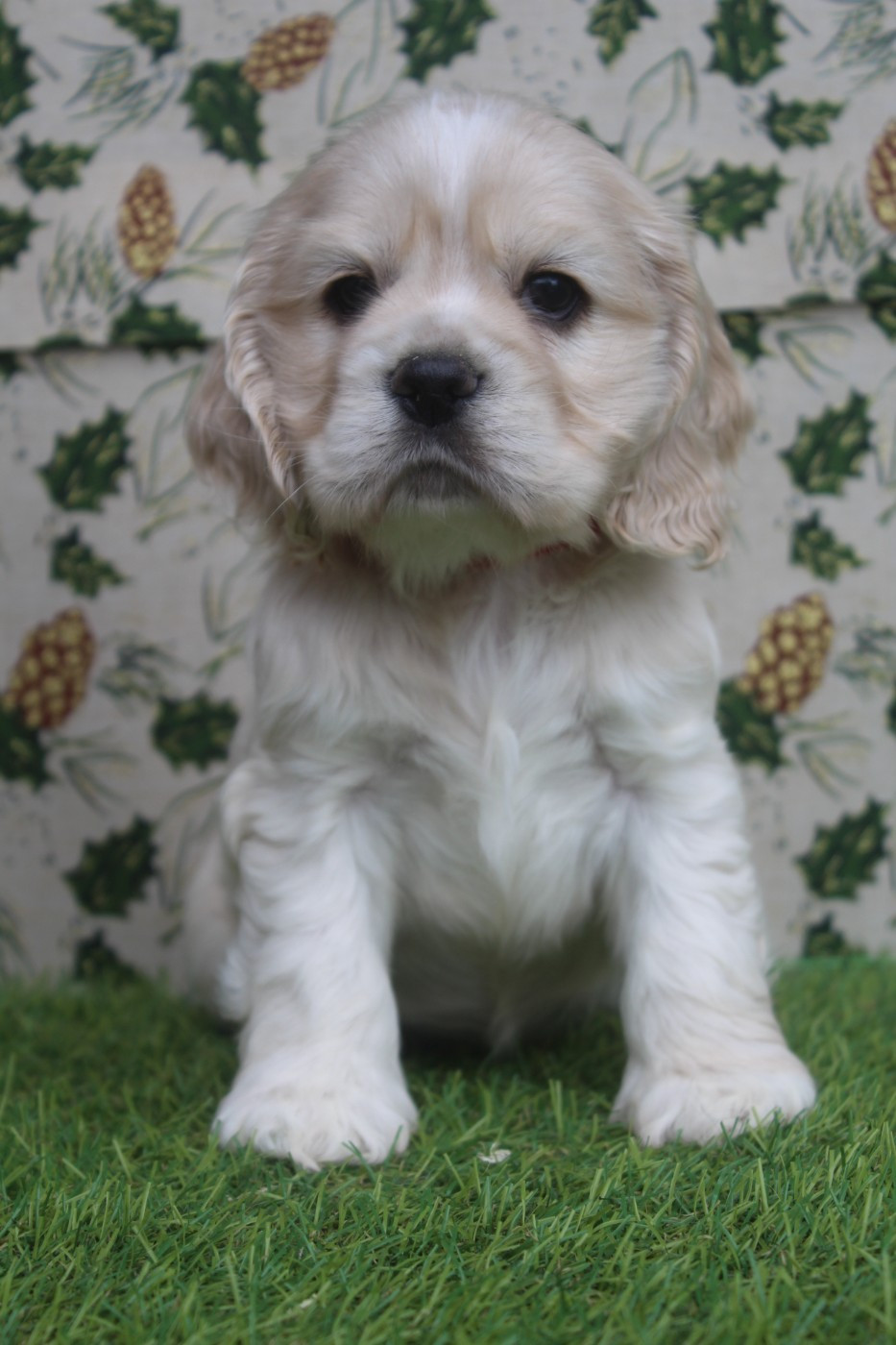 of caniland's dream - Chiots disponibles - American Cocker Spaniel