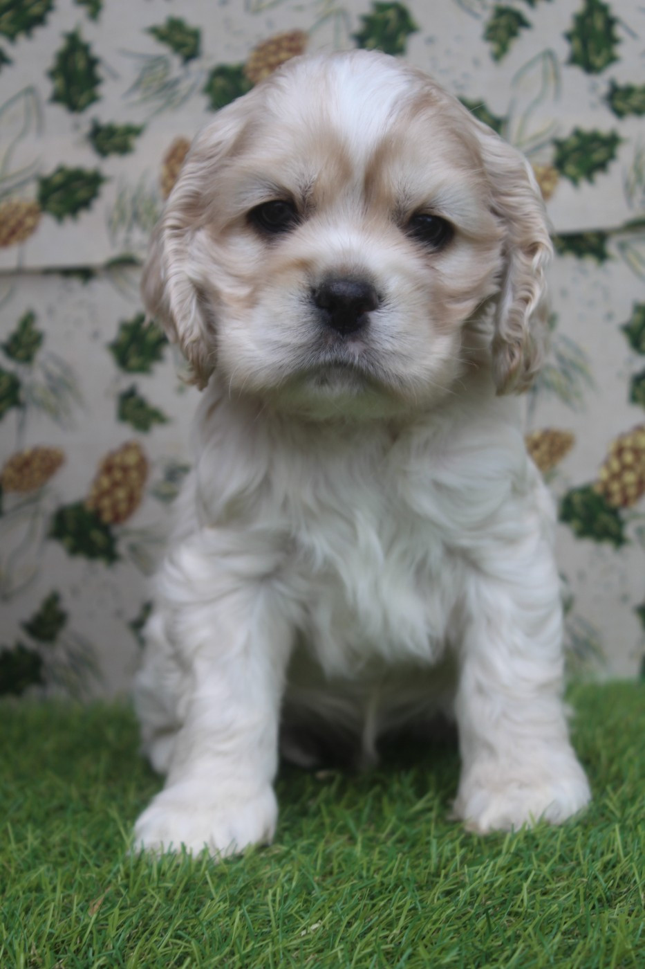 of caniland's dream - Chiots disponibles - American Cocker Spaniel