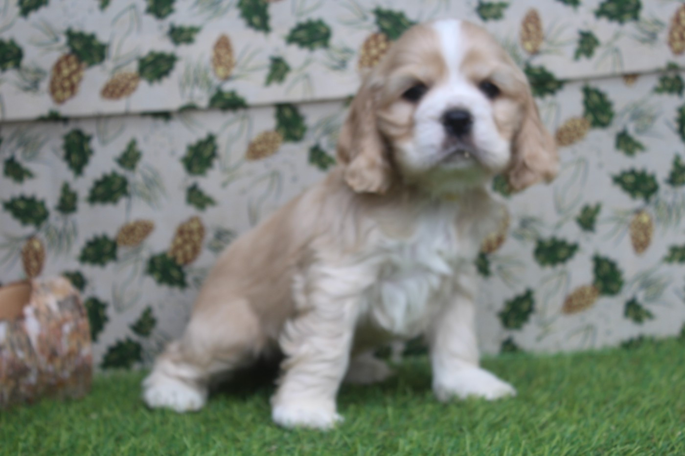 of caniland's dream - Chiots disponibles - American Cocker Spaniel