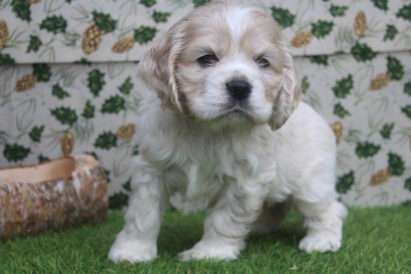 of caniland's dream - Chiots disponibles - American Cocker Spaniel