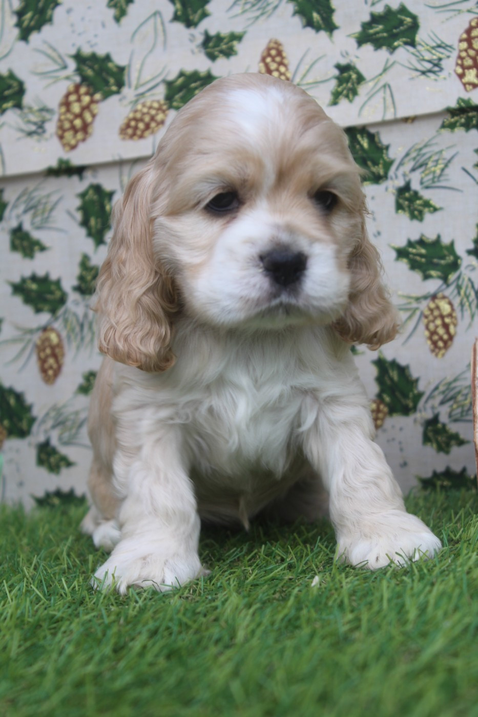of caniland's dream - Chiots disponibles - American Cocker Spaniel