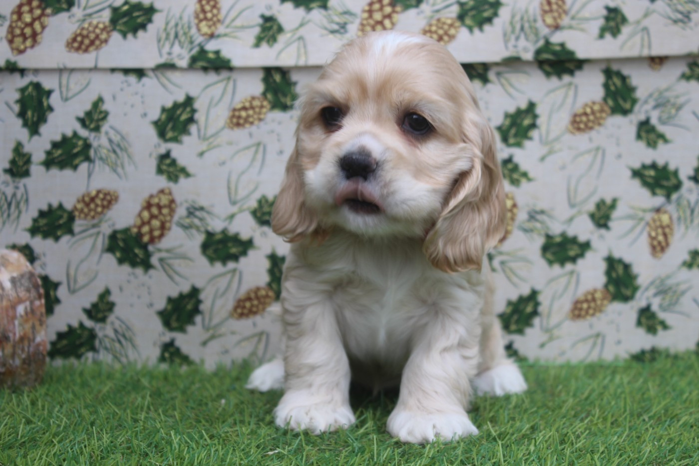 of caniland's dream - Chiots disponibles - American Cocker Spaniel