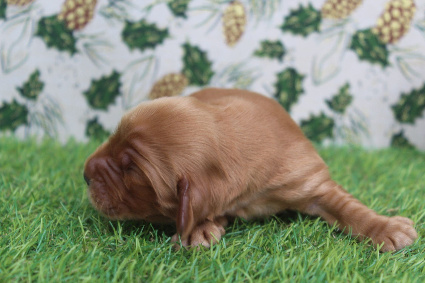 of caniland's dream - Chiots disponibles - Cocker Spaniel Anglais