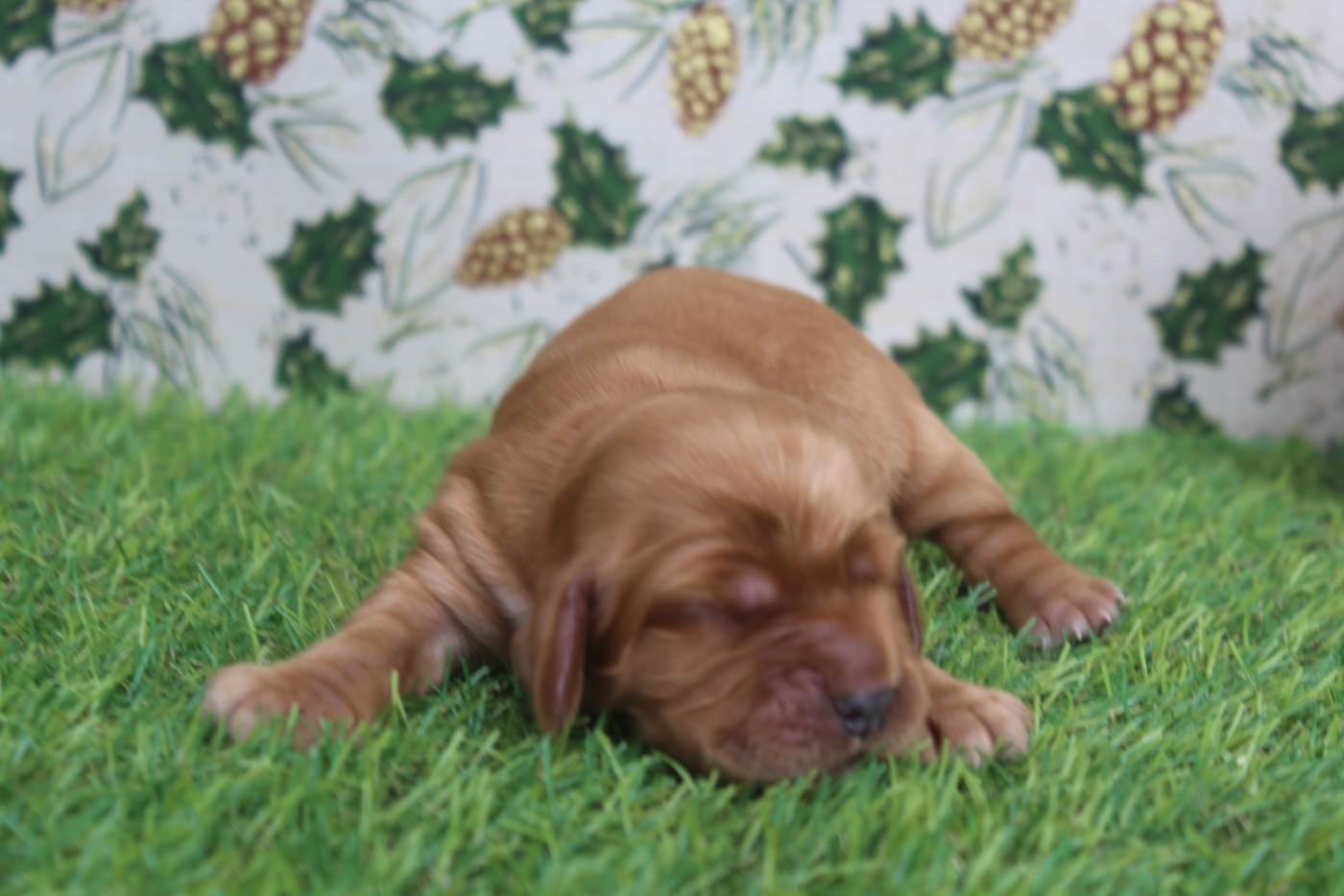 of caniland's dream - Chiots disponibles - Cocker Spaniel Anglais