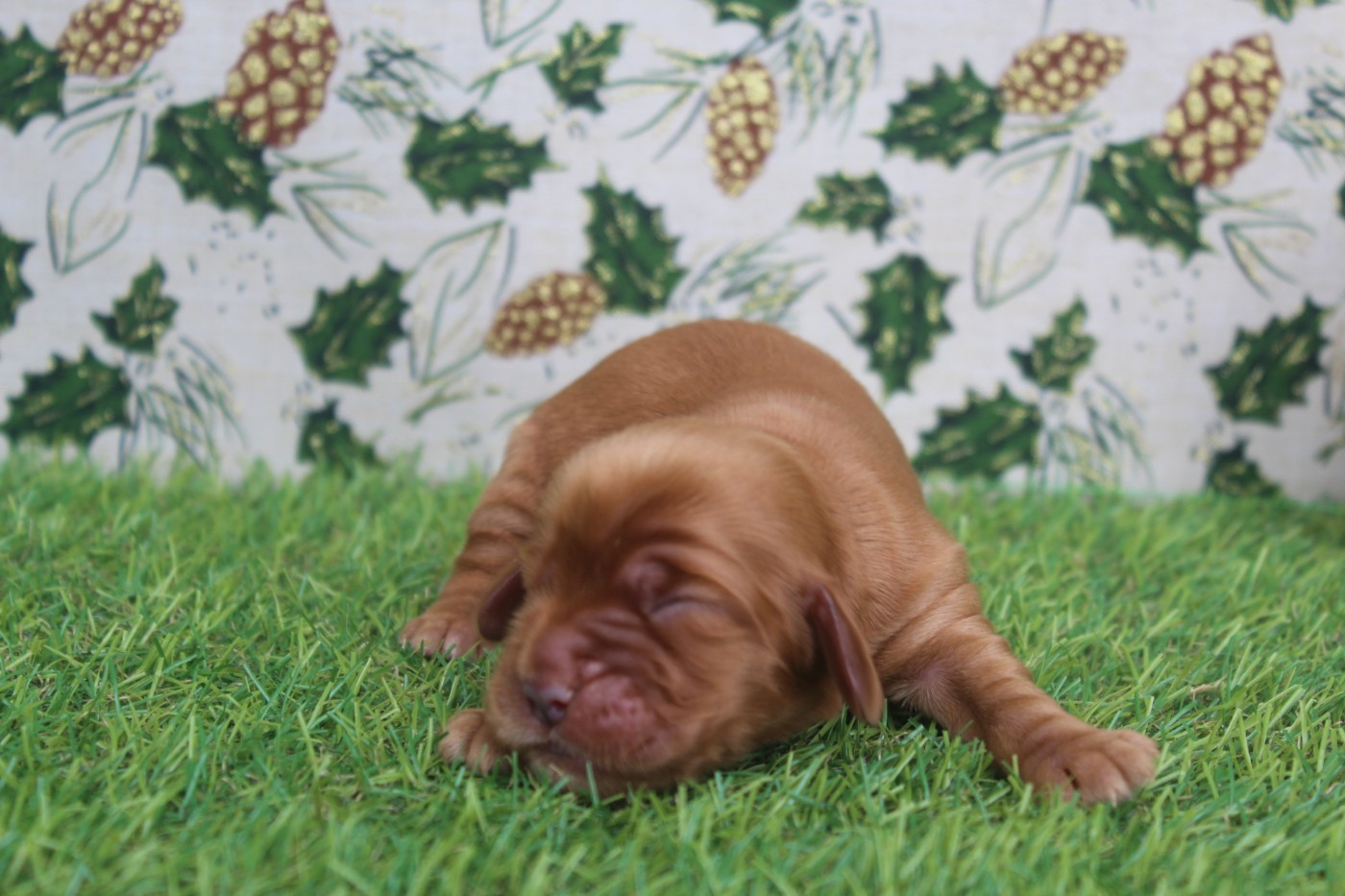 of caniland's dream - Chiots disponibles - Cocker Spaniel Anglais