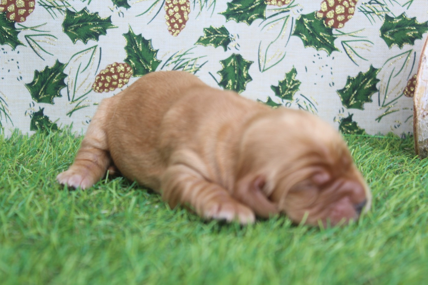 of caniland's dream - Chiots disponibles - Cocker Spaniel Anglais