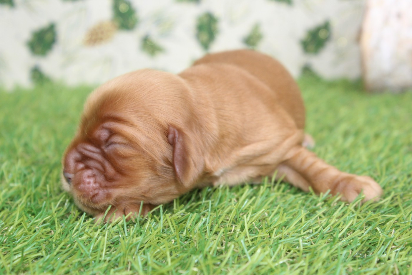 of caniland's dream - Chiots disponibles - Cocker Spaniel Anglais