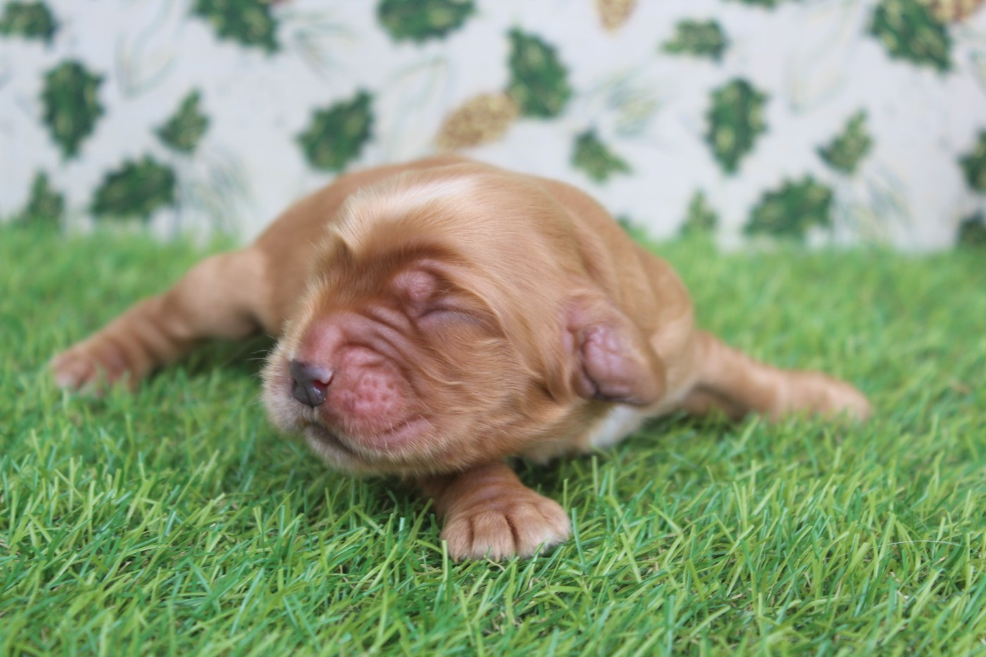 of caniland's dream - Chiots disponibles - Cocker Spaniel Anglais