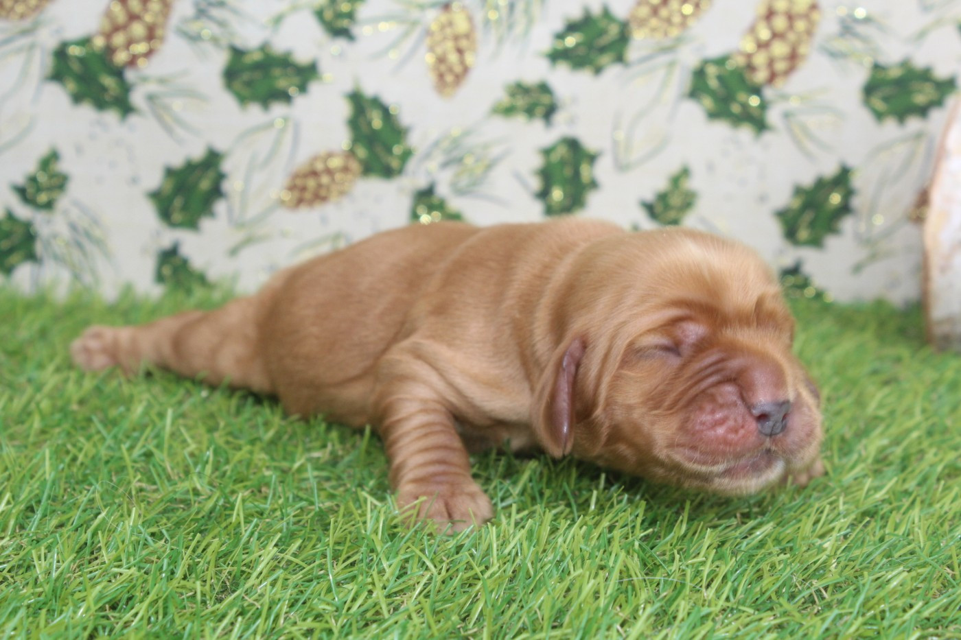 of caniland's dream - Chiots disponibles - Cocker Spaniel Anglais