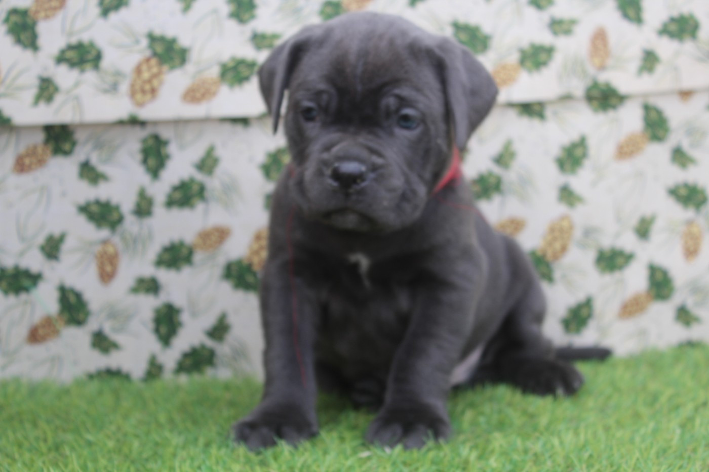 of caniland's dream - Chiots disponibles - Cane Corso