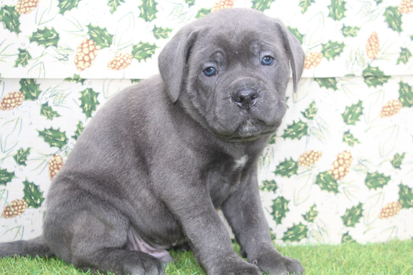 of caniland's dream - Chiots disponibles - Cane Corso