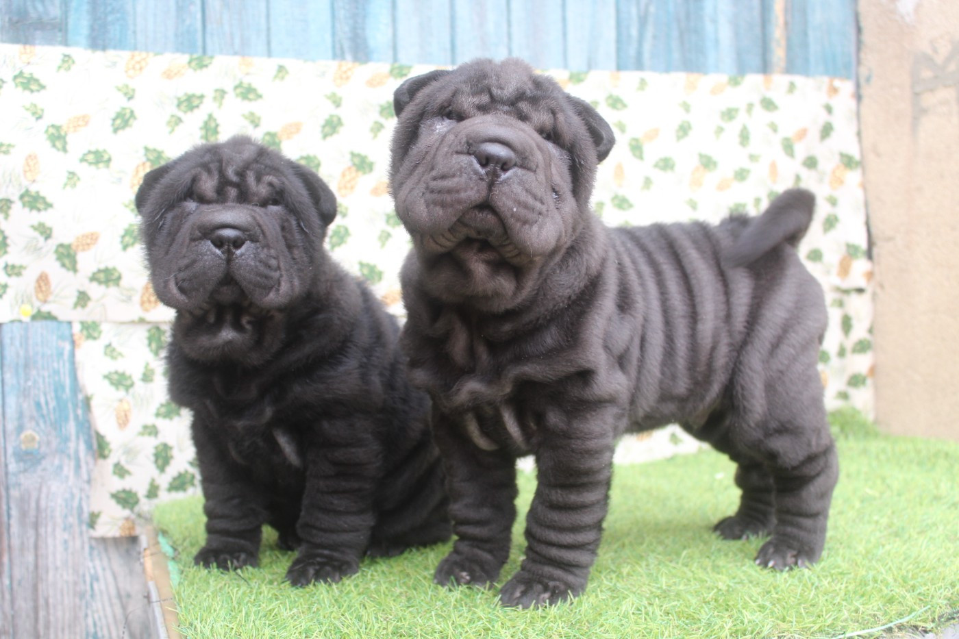 of caniland's dream - Chiots disponibles - Shar Pei