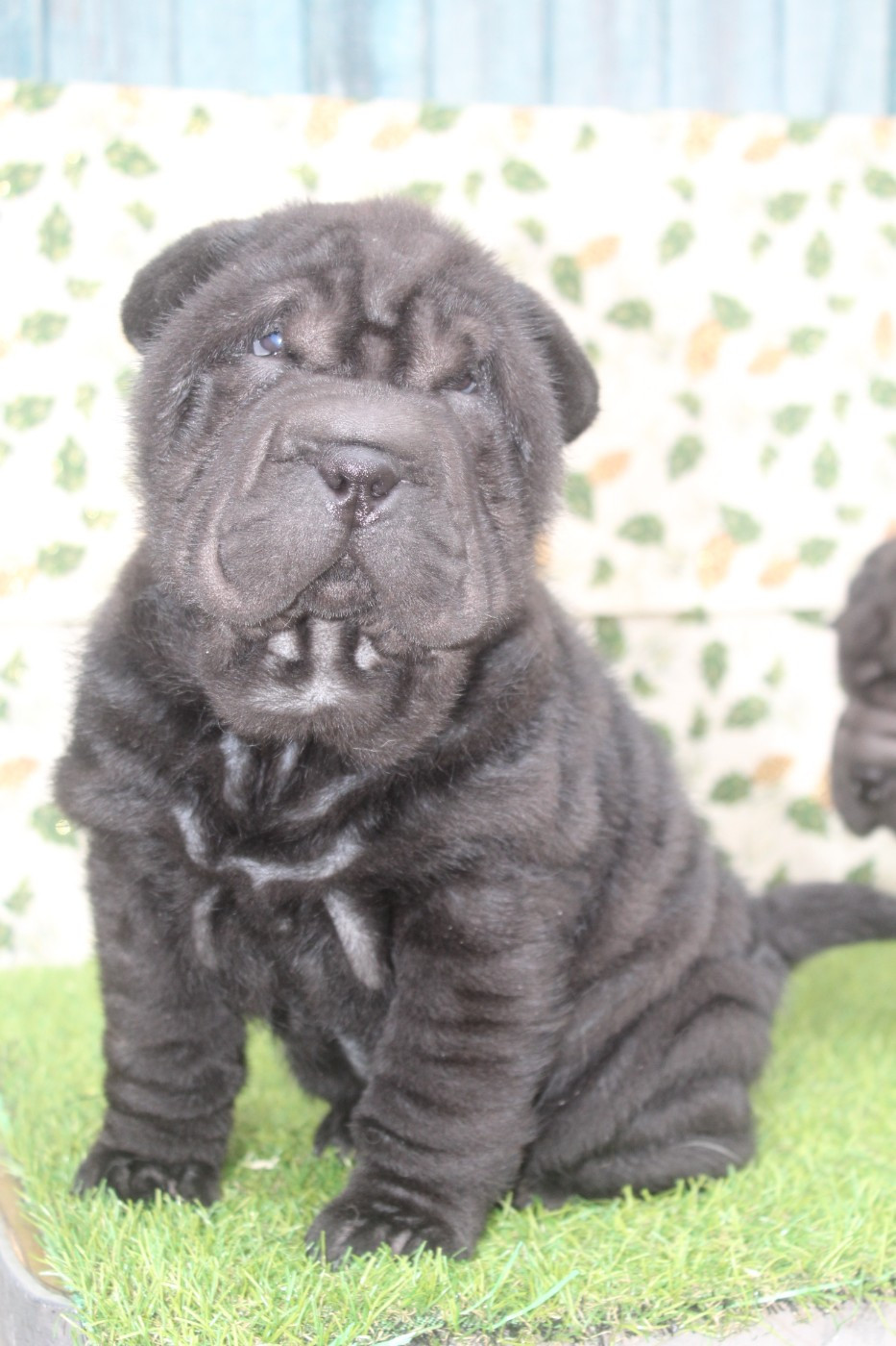 of caniland's dream - Chiots disponibles - Shar Pei