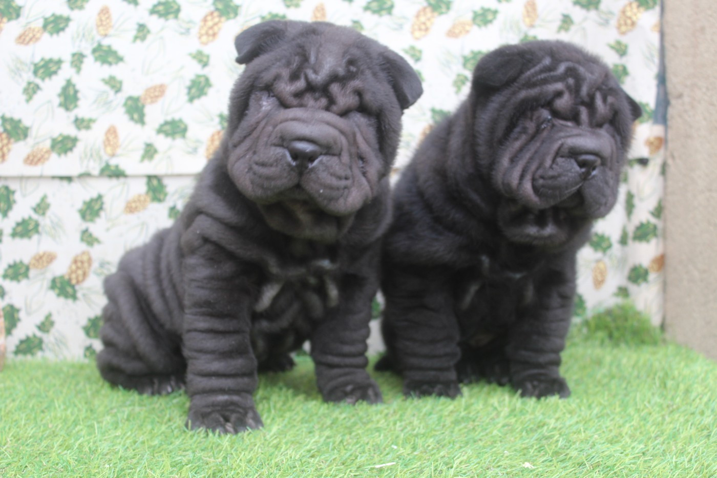 Chiot Shar Pei of caniland's dream