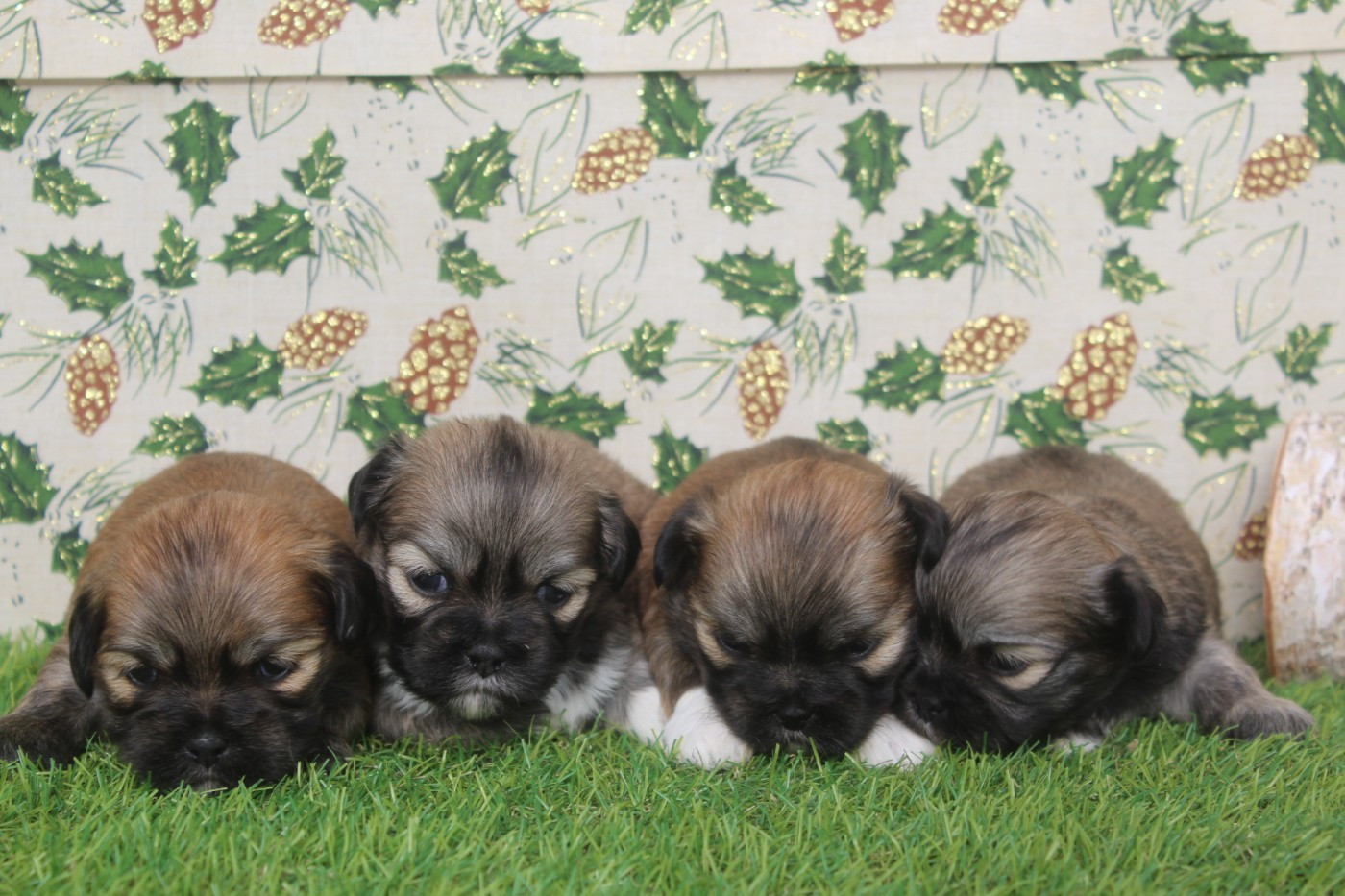 of caniland's dream - Lhassa Apso - Portée née le 09/11/2025